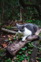 You may have a hiking partner on the Caldeirão Verde hike.