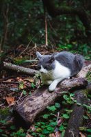 You may have a hiking partner on the Caldeirão Verde hike.