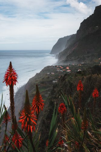 These lovely flowers cover hillsides and make for a lovely addition to a coastline photo.