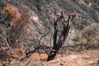 Twisted trees on Temescal Canyon Trail in Topanga State Park in Los Angeles, California.