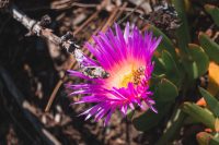 Flora in Torrey Pines State Natural Reserve, La Jolla, California