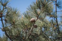 The Torrey pine is the rarest pine in North America. Torrey Pines State Natural Reserve, La Jolla, California.