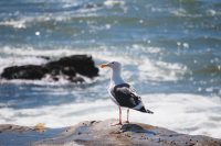 Walk the shore between Ocean Beach and Sunset Cliffs Natural Park, California