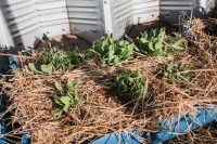 New beginnings in the community garden.