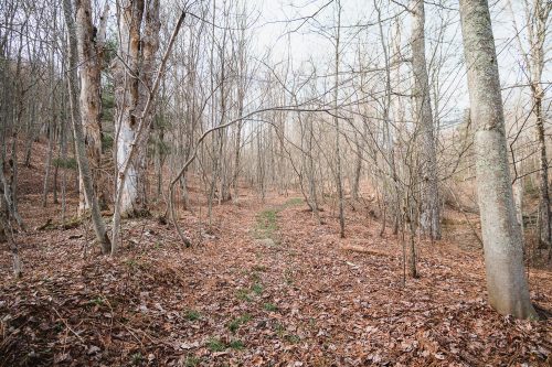 Spend time walking through the wooded area.