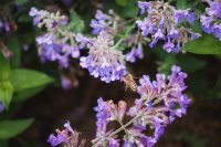 Bees pollinating.