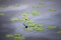 Lily pads are so pretty.