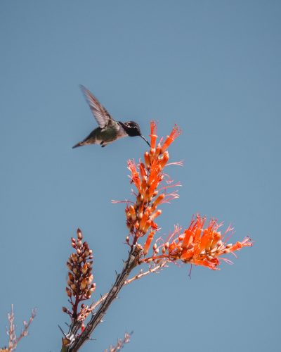 Anza-Borrego Desert State Park, California.