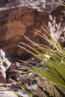 Borrego Palm Canyon Trail, Anza-Borrego Desert State Park, California