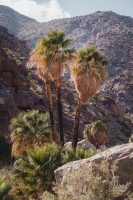 Borrego Palm Canyon Trail, Anza-Borrego Desert State Park, California