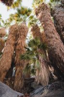 Borrego Palm Canyon Trail, Anza-Borrego Desert State Park, California