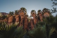 Borrego Palm Canyon Trail, Anza-Borrego Desert State Park, California