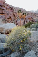 Borrego Palm Canyon Trail, Anza-Borrego Desert State Park, California