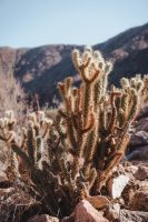 Borrego Palm Canyon Trail, Anza-Borrego Desert State Park, California