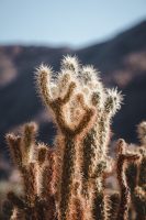 Borrego Palm Canyon Trail, Anza-Borrego Desert State Park, California