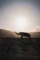 Galleta Meadows, Borrego Springs, California