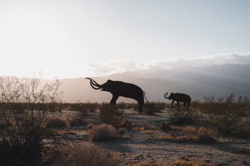 Galleta Meadows, Borrego Springs, California