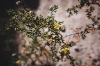 "The Slot" Trail, Anza-Borrego Desert State Park, California