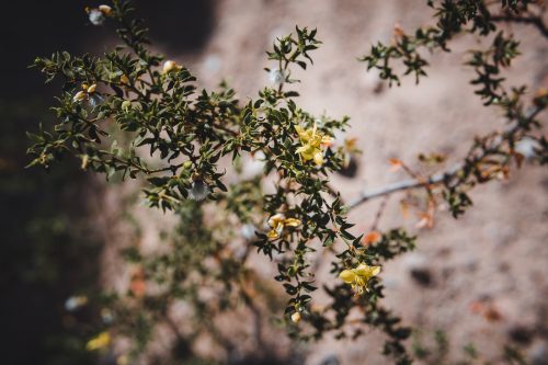 "The Slot" Trail, Anza-Borrego Desert State Park, California