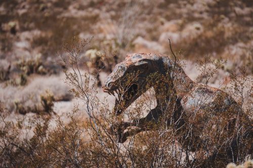 Galleta Meadows, Borrego Springs, California