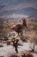 Galleta Meadows, Borrego Springs, California