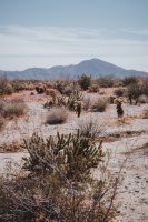 Galleta Meadows, Borrego Springs, California