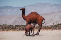 Galleta Meadows, Borrego Springs, California