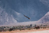 Galleta Meadows, Borrego Springs, California