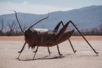 Galleta Meadows, Borrego Springs, California