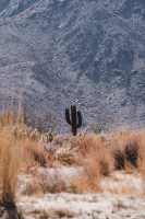 Galleta Meadows, Borrego Springs, California