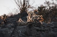 Cactus Loop Trail, Anza-Borrego Desert State Park, California