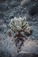 Cactus Loop Trail, Anza-Borrego Desert State Park, California