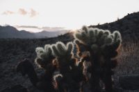 Cactus Loop Trail, Anza-Borrego Desert State Park, California