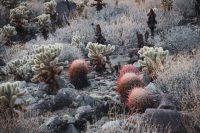 Cactus Loop Trail, Anza-Borrego Desert State Park, California