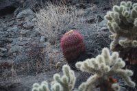 Cactus Loop Trail, Anza-Borrego Desert State Park, California