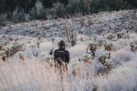 Cactus Loop Trail, Anza-Borrego Desert State Park, California