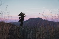 Cactus Loop Trail, Anza-Borrego Desert State Park, California