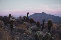 Cactus Loop Trail, Anza-Borrego Desert State Park, California