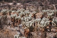 Yaqui Well Trail, Anza-Borrego Desert State Park, California