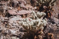 Yaqui Well Trail, Anza-Borrego Desert State Park, California