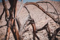 Yaqui Well Trail, Anza-Borrego Desert State Park, California