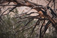 Yaqui Well Trail, Anza-Borrego Desert State Park, California