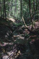 Hiking the Gorge Trail and the Rim Trail at Robert H. Treman State Park.