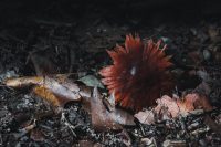 Nature in Robert H. Treman State Park.