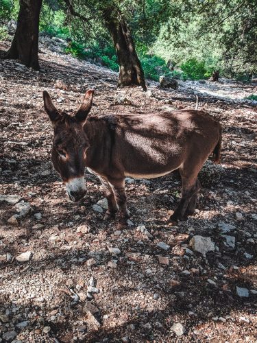 We saw a donkey on the way back from Cala Golortitze