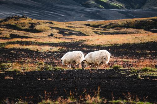 Sheep near Landmannalaugar