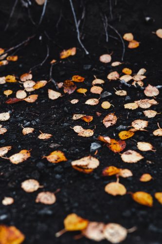 Autumn leaves in Dimmuborgir