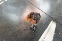 Cute chicken at Maui Brewing