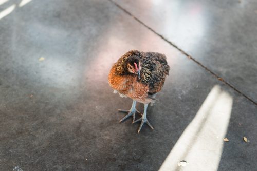 Cute chicken at Maui Brewing