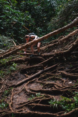 Waikamoi Nature Trail, Road to Hana, Maui